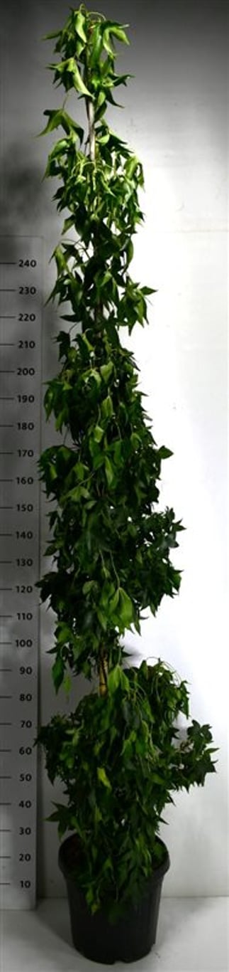 Liquidambar s. 'Slender Silhouette' - C30 200-225 CM